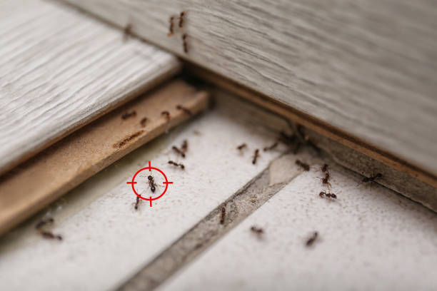 Best Emergency Pest Control  in Nuevo, CA