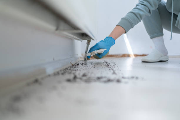 Best Ant Control Services  in Nuevo, CA
